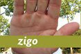 Zigo